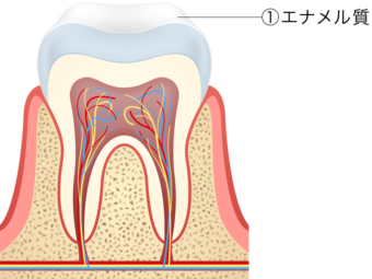 エナメル質
