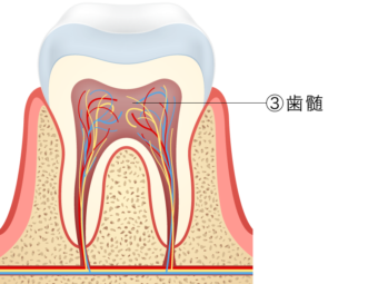 歯髄