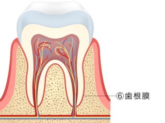 歯根膜